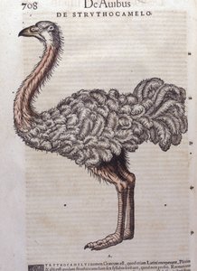 A strucc – az állatok történetéből Konrad Gesner, Tiguri alkotó: Unknown artist