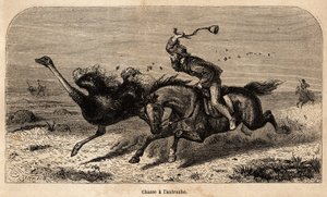 Fényképből készült struccvadászat William Charles Baldwin afrikai vadászatának történetének illusztrálására 1852 és 1860 között. Metszet a „Le tour du monde”-ban, szerkesztette Edouard Charton alkotó: Unknown artist