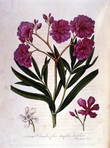 A rózsaszín babér (oleander) - 18. századi herbárium. alkotó: Unknown artist