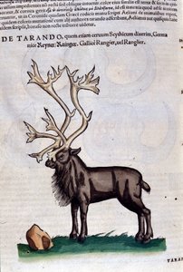 A rénszarvas a Historia animalium nyomán, Konrad Gesner, Tiguri alkotó: Unknown artist