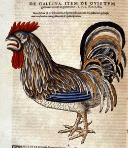 A kakas a Historia Animalium után, Conrad Gesner, Tiguri, 1560. Biblioteca Nazionale Braidense. Milánó alkotó: Unknown artist