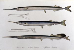 A tengeri tű. Természettudományi tábla. 19. század. alkotó: Unknown artist