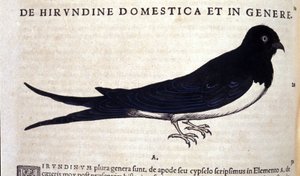 A fecske a Historia animalium után, Konrad Gesner, Tiguri alkotó: Unknown artist