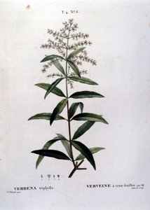 A verbéna. 19. századi metszet. alkotó: Unknown artist
