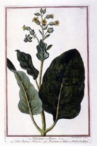 Dohánynövény (Nicotiana Minor). Botanikai tábla egy 18. századi herbáriumból. alkotó: Unknown artist
