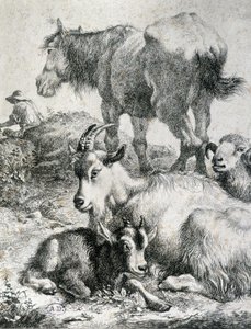 Trauter ló, kecske, kecske és kos - metszet alkotó: Unknown artist