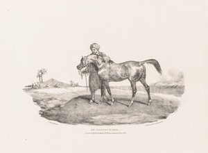 Különféle témák az életből és a kőből: Egy arab ló alkotó: Unknown artist
