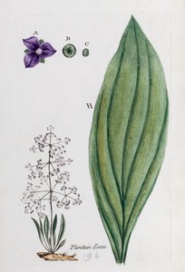 Vízitök alkotó: Unknown artist