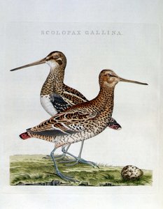 Fakakas és tojás (scolopax gallina) - metszet alkotó: Unknown artist
