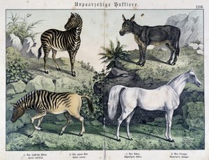 Zebrák, szamár és ló – a „Histoires naturelles des mammals” című könyvben, szerk. Schreiber alkotó: Unknown artist