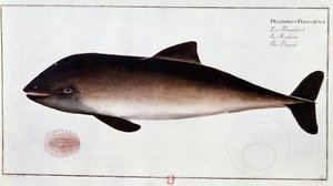 Állattan: barna delfint, vízi emlőst ábrázoló tábla. Nyomtatás a 18. század elejéről B.N. Párizs alkotó: Unknown artist