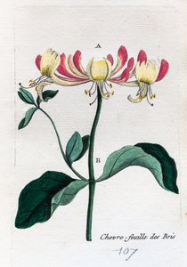 vad lonc alkotó: Unknown artist
