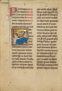 Caladrius madarak