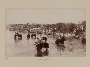 Indiai lovas katonák itatják lovaikat a Delhi gyakorlati táborban alkotó: Unknown photographer