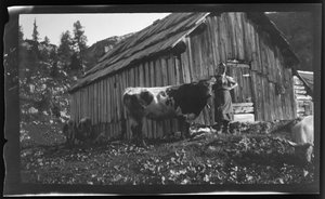Vorderbachalm (hegyi legelő) alpesi kunyhóval a Grundl-tó melletti Göszl közelében alkotó: Unknown photographer