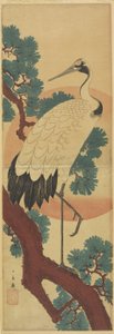 (Crane on Pine Branch)