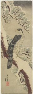 (Hawk on Pine Branch, Winter), 19. század eleje