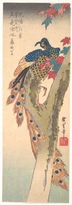 Egy juharfán ülő páva alkotó: Utagawa Hiroshige