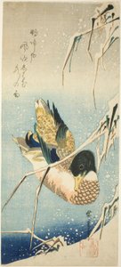 Egy vadkacsa úszik a hóval borított parton, a hóval teli nádas alatt alkotó: Utagawa Hiroshige