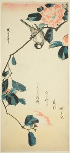 Süvöltő a kamélia ágon alkotó: Utagawa Hiroshige