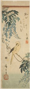 Kanári és Wisteria alkotó: Utagawa Hiroshige