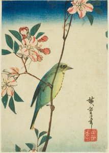 Japán fehér szem a virágzó ágon alkotó: Utagawa Hiroshige
