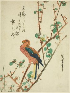 Papagáj a szilvafán alkotó: Utagawa Hiroshige