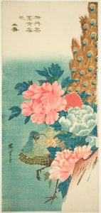 Páva és pünkösdi rózsa alkotó: Utagawa Hiroshige