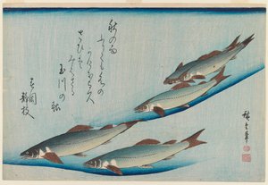 Ötüléses pisztráng iskola a Fish Series Fish-ből, 1835 körül (fatömb színes nyomat) alkotó: Utagawa Hiroshige