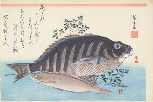 Shimadai és Ainame, a 