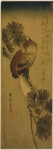 Kisszarvú bagoly, fenyő és félhold alkotó: Utagawa Hiroshige