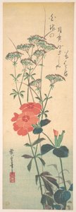 Prächtige Nelken und Chinesische Agrimonie