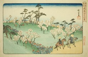 Cseresznyevirágok megtekintése az Asuka-dombon (Asukayama hanami) a "Híres helyek Edoban (Koto meisho)" sorozatból. alkotó: Utagawa Hiroshige