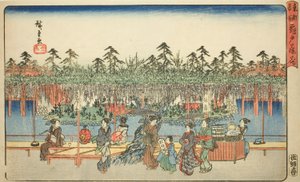 Wisteria at Kameido (Kameido Tenjin fuji hana), a "Híres helyek a keleti fővárosban (Toto meisho)" sorozatból alkotó: Utagawa Hiroshige