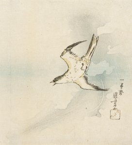 Japán kakukk