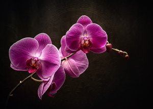 A lila orchidea pompája alkotó: Vadim Kulinsky