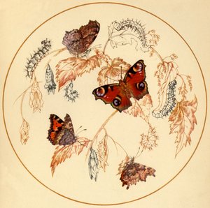 "Páva, kis teknőshéj és vesszőlepkék...", 1930-as évek, 1945. alkotó: Vere Temple