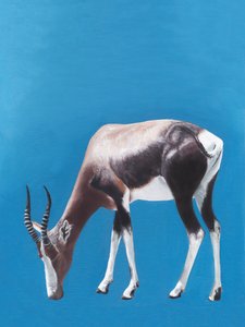 Afrikai blesbok legelés közben
