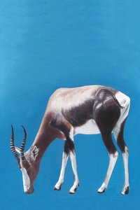 Blesbok legel a kékben