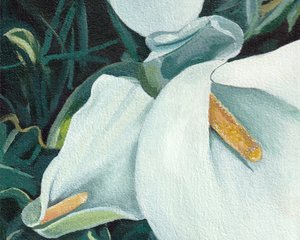 Elegáns fehér liliomok