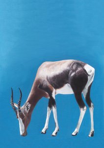 Legelésző blesbok antilop
