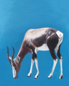 Legelésző bontebok antilop