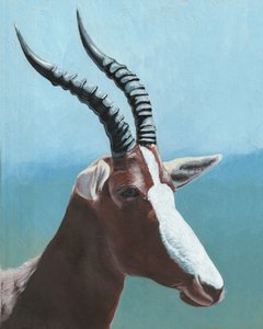 A fenséges blesbok portréja