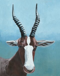 Festett blesbok tekintete