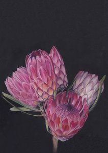 Protea-válogatás – Viccy Wanliss