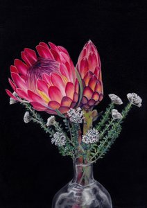 Protea és Blombos – Írta: Viccy Wanliss