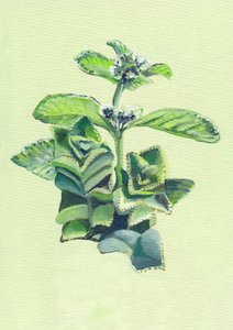  alkotó: Viccy Wanliss