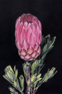 Élénk rózsaszín protea
