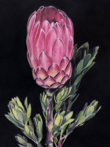 Élénk rózsaszín protea