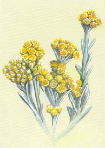  alkotó: Viccy Wanliss
